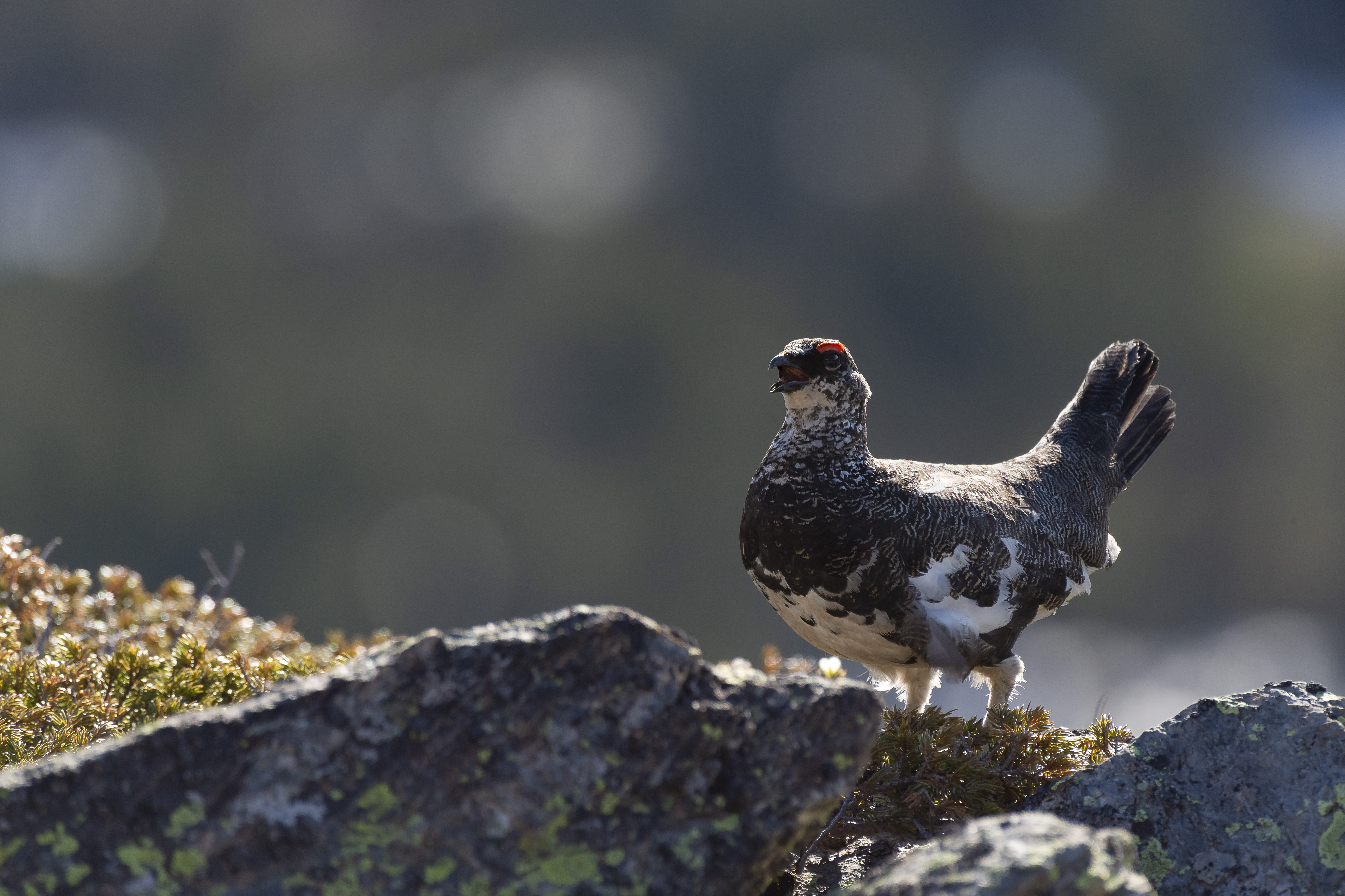 Conférence sur la perdrix des neiges le 08/02/2019 à 20h30 à Montauban-de-Luchon.