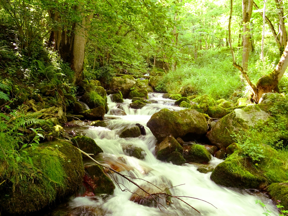 Torrent en forêt