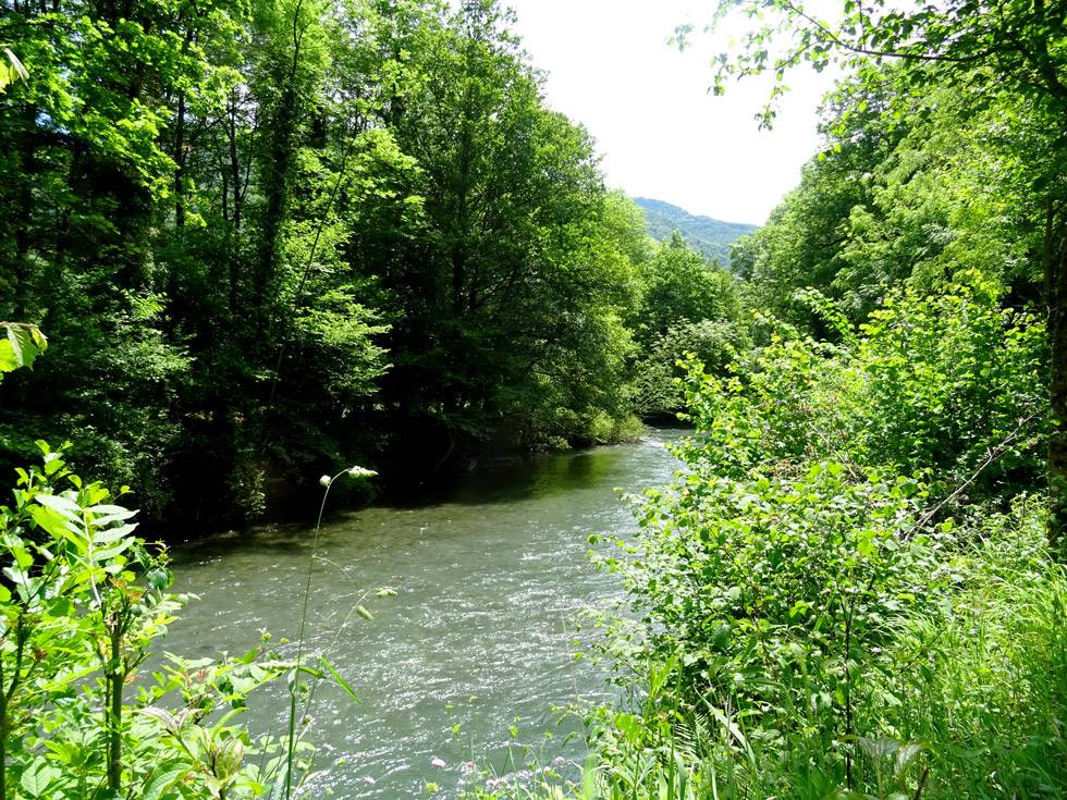rivière bordée de forêt